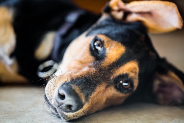 Foto nahaufnahme eines auf dem boden liegenden hundes