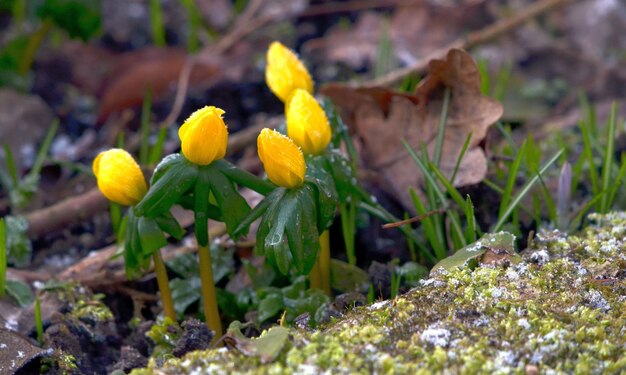 Foto nahaufnahme eines auf dem feld blühenden krokus