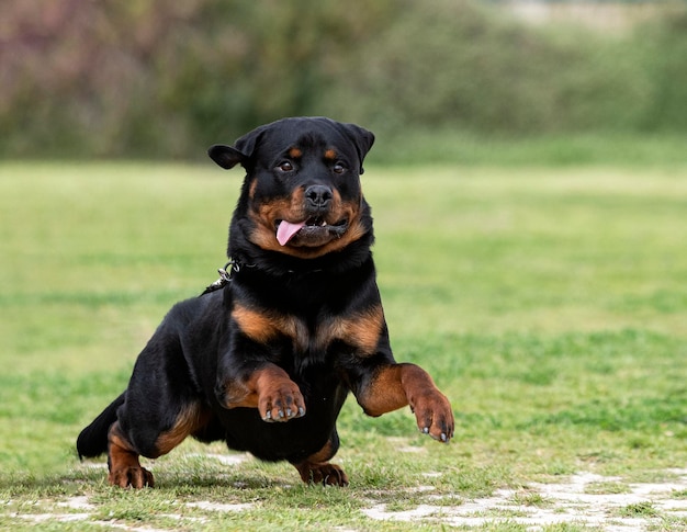 Foto nahaufnahme eines auf dem feld laufenden hundes