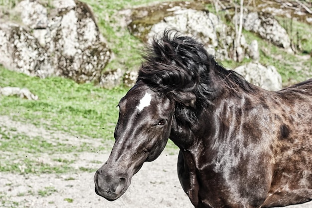 Foto nahaufnahme eines auf dem feld stehenden pferdes