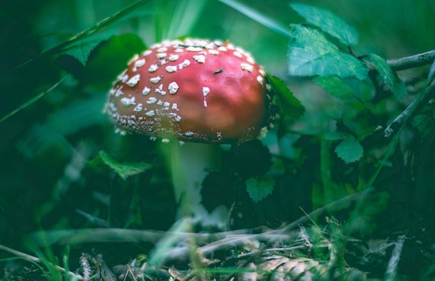 Nahaufnahme eines auf dem Feld wachsenden Fliegen-Agar-Pilzes