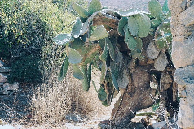 Foto nahaufnahme eines auf dem feld wachsenden kaktus