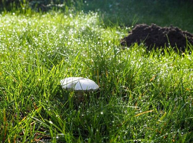 Nahaufnahme eines auf dem Feld wachsenden Pilzes