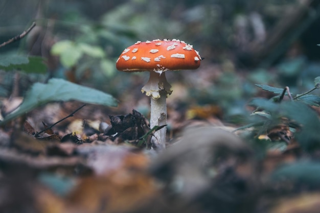 Nahaufnahme eines auf dem Feld wachsenden Pilzes