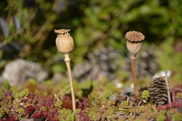 Foto nahaufnahme eines auf dem feld wachsenden pilzes