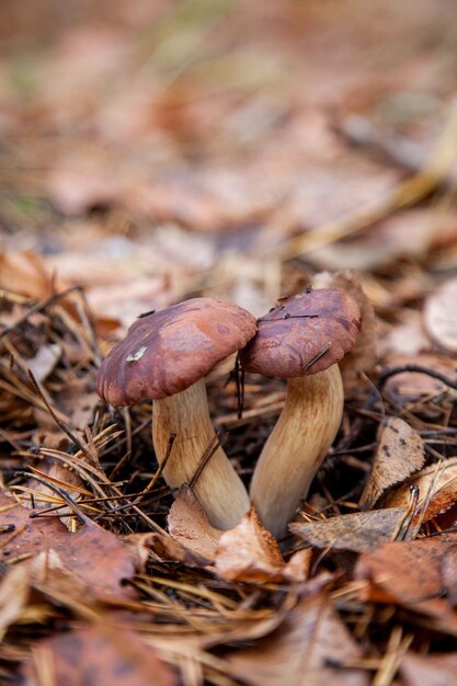 Nahaufnahme eines auf dem Feld wachsenden Pilzes