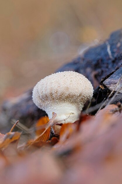 Foto nahaufnahme eines auf dem feld wachsenden pilzes