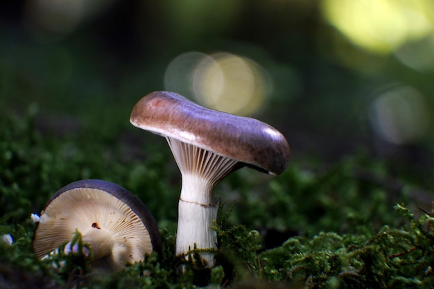 Nahaufnahme eines auf dem Feld wachsenden Pilzes
