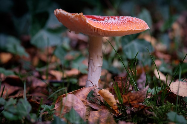 Nahaufnahme eines auf dem Feld wachsenden Pilzes