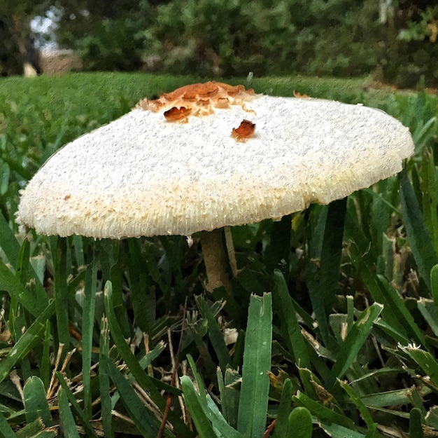 Foto nahaufnahme eines auf dem feld wachsenden pilzes