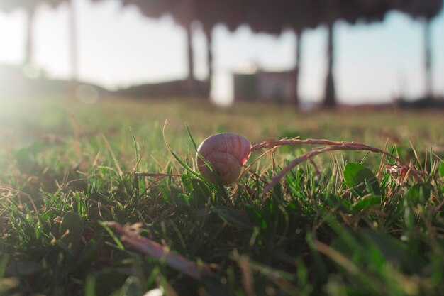 Foto nahaufnahme eines auf dem feld wachsenden pilzes