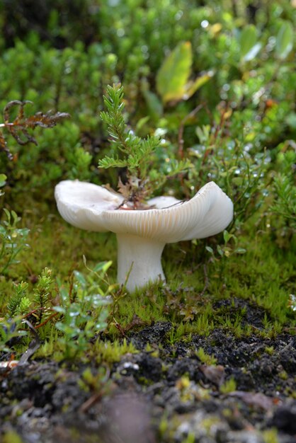 Foto nahaufnahme eines auf der pflanze wachsenden pilzes