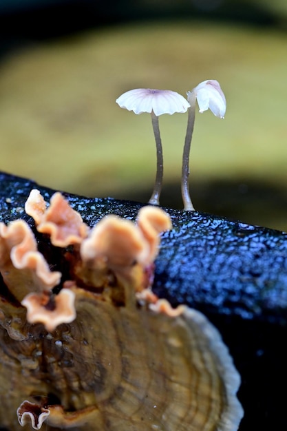 Foto nahaufnahme eines auf der pflanze wachsenden pilzes