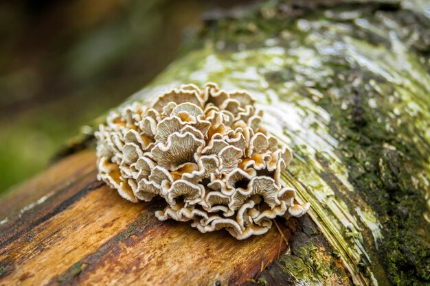 Foto nahaufnahme eines auf einem baum wachsenden pilzes
