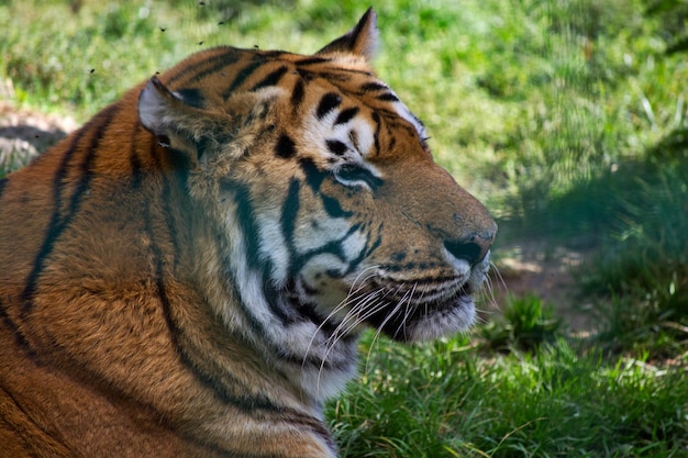 Nahaufnahme eines auf Gras liegenden Tigers