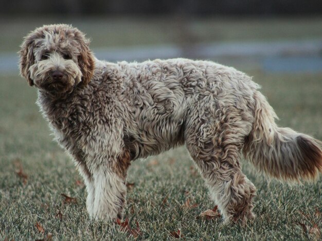 Foto nahaufnahme eines auf gras stehenden hundes