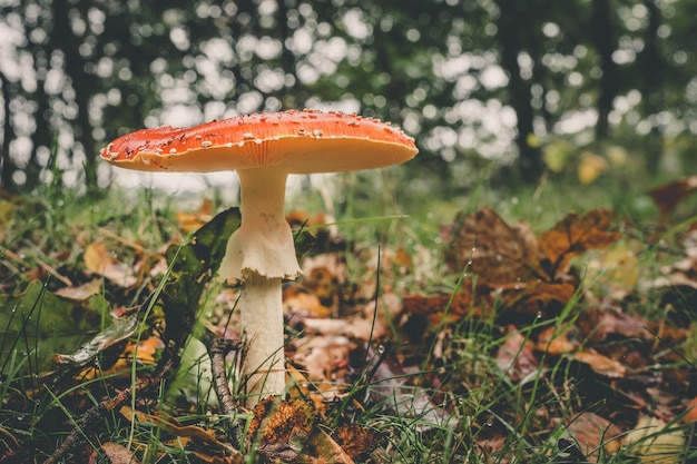 Nahaufnahme eines auf Gras wachsenden Fliegen-Agar-Pilzes
