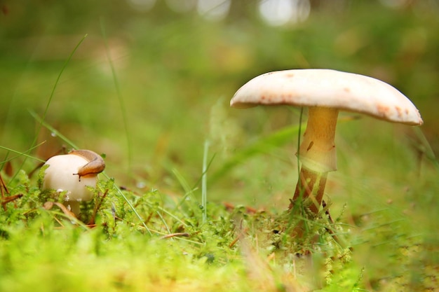 Nahaufnahme eines auf Gras wachsenden Pilzes