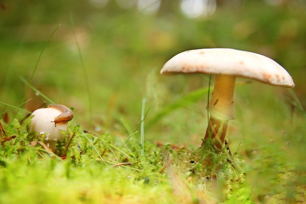 Foto nahaufnahme eines auf gras wachsenden pilzes