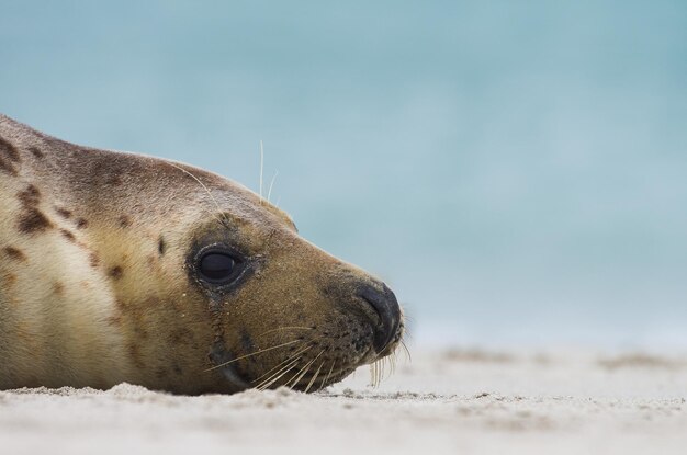 Foto nahaufnahme eines auf sand liegenden robben