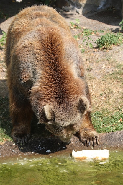 Foto nahaufnahme eines bären am seeufer