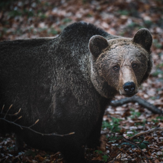 Nahaufnahme eines Bären im Wald