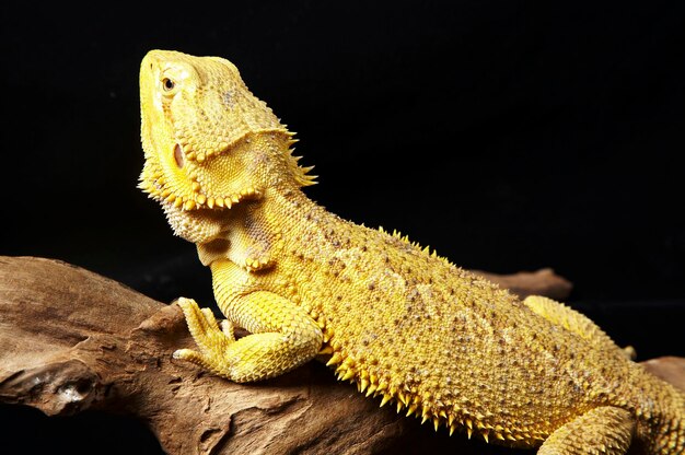 Nahaufnahme eines bärtigen Drachen auf einem Zweig vor schwarzem Hintergrund