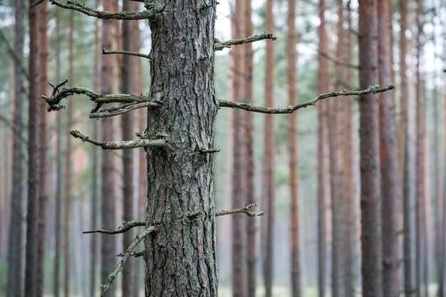 Nahaufnahme eines Bambustroms im Wald