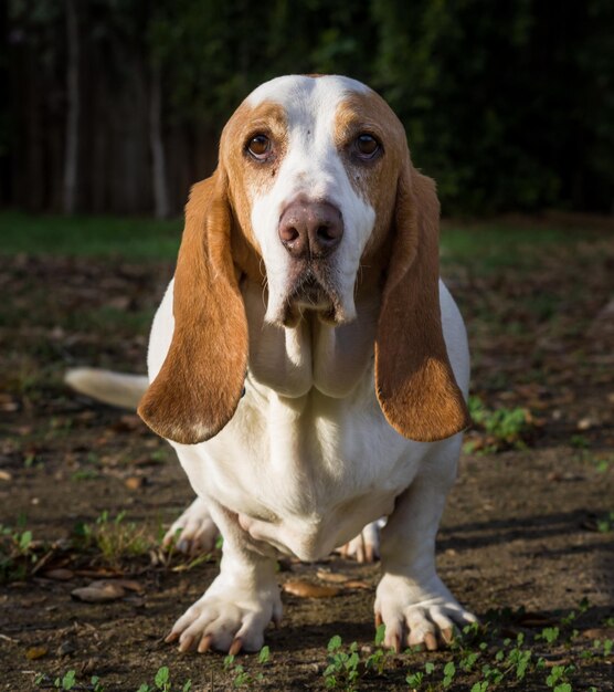 Foto nahaufnahme eines bassethounds auf dem feld