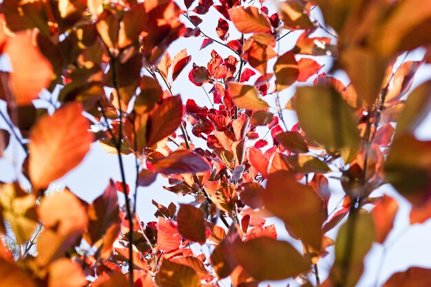 Foto nahaufnahme eines baumes gegen den himmel im herbst