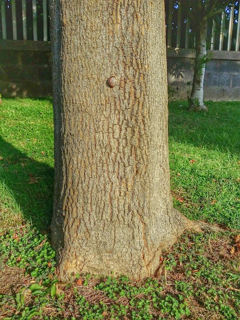 Foto nahaufnahme eines baumes im hof