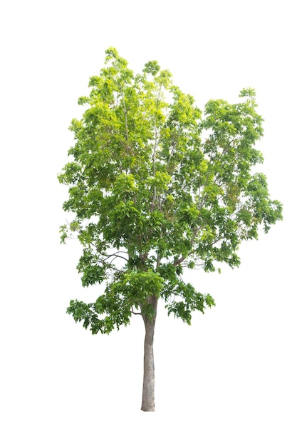 Nahaufnahme eines Baumes vor weißem Hintergrund