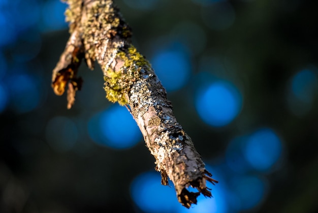 Foto nahaufnahme eines baumes