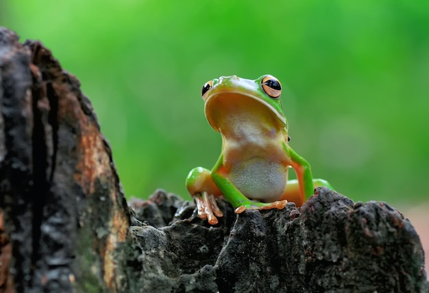 Nahaufnahme eines Baumfrosches auf dem Baumstamm