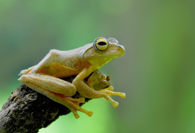 Nahaufnahme eines Baumfrosches auf einem Zweig