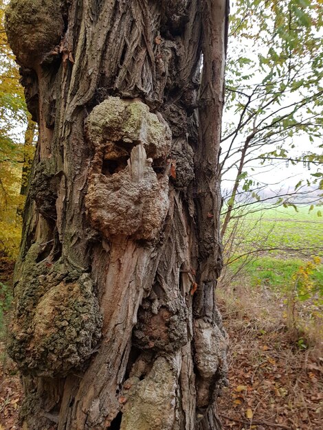 Foto nahaufnahme eines baumstammes im wald