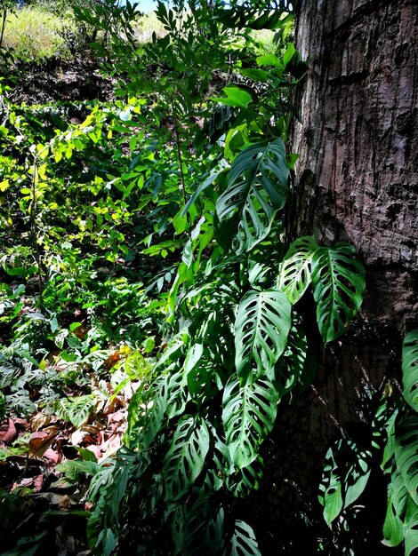 Foto nahaufnahme eines baumstammes im wald