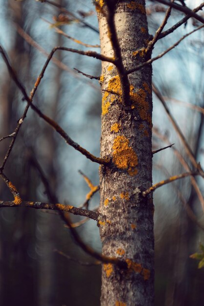 Foto nahaufnahme eines baumstammes im wald