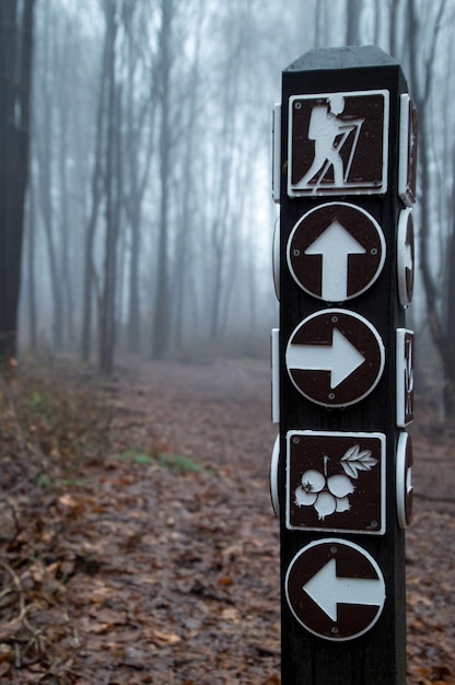 Foto nahaufnahme eines baumstammes im wald