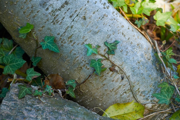 Nahaufnahme eines Baumstammes in einem Wald Eichenrindenbäume, die mit der Natur in Harmonie wachsen Makrodetail des ruhigen Wachstums in einem ruhigen Zen-Dschungel Beruhigende Natur mit frischen Luftmustern und -beschaffenheit