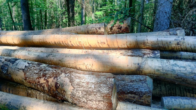 Nahaufnahme eines Baumstamms im Wald