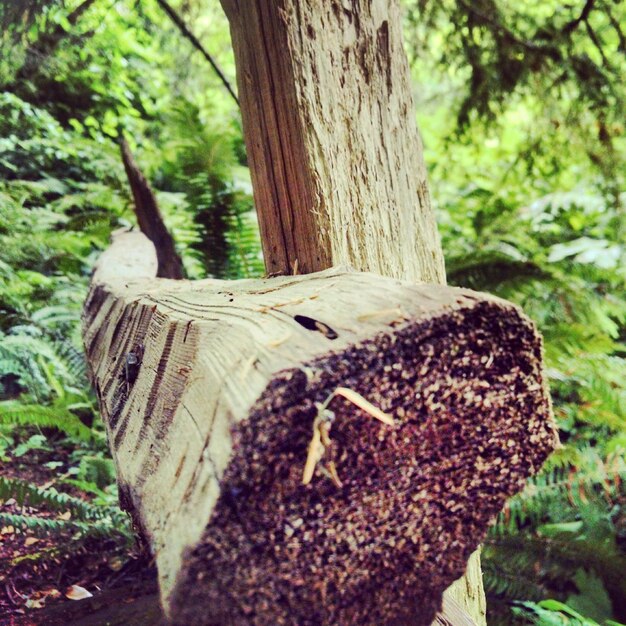 Foto nahaufnahme eines baumstumpfs im wald