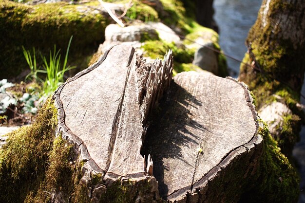 Foto nahaufnahme eines baumstumpfs im wald