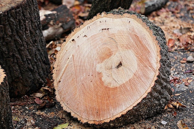 Nahaufnahme eines Baumstumpfs im Wald