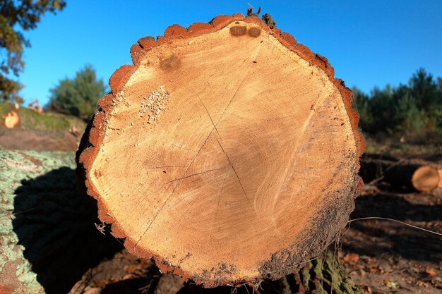 Foto nahaufnahme eines baumstumpfs