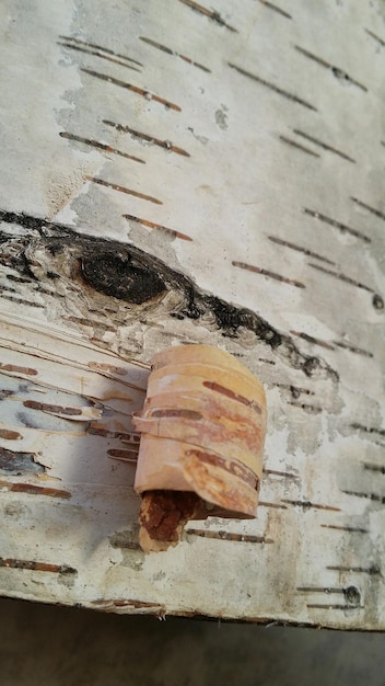 Foto nahaufnahme eines beschädigten baumstammes