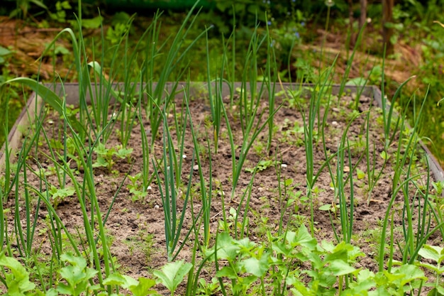 Nahaufnahme eines Bettes im Garten, auf dem frische Kräuter, Frühlingszwiebeln und Dill wachsen