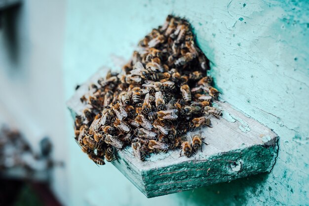 Nahaufnahme eines Bienenschwarms auf einem hölzernen Bienenstock in einem Bienenhaus.