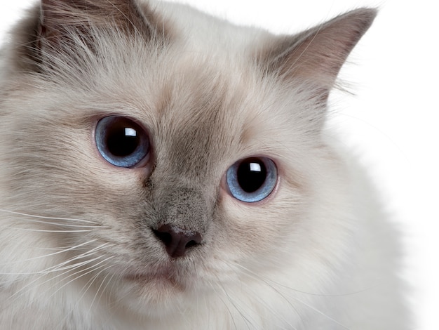 Nahaufnahme eines Birman