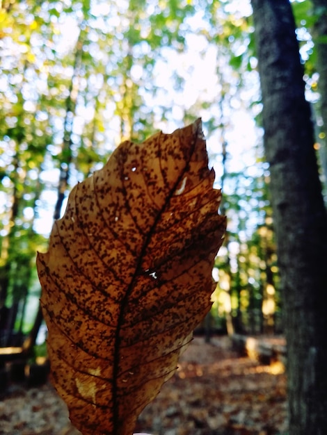 Foto nahaufnahme eines blattes am baumstamm im wald im herbst